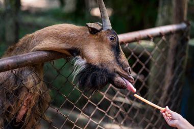 Taze yaprakları ile keçi besleme.