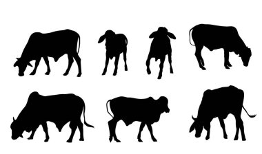 İnekler siluet. Onlar are eating çimen farklı iki tarafın.