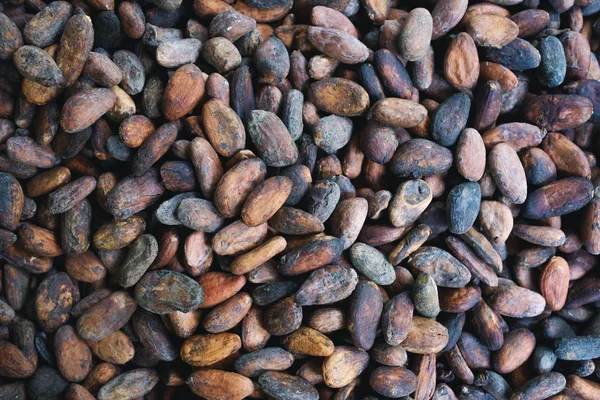 Background of cocoa beans. — Stock Photo, Image