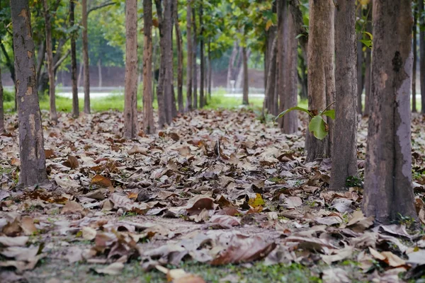 Caído seco n folhas na grama na luz da manhã ensolarada na Ásia — Fotografia de Stock