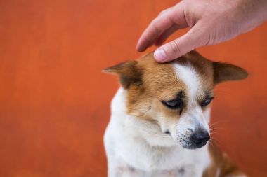 Sahibi köpeği kafasına sıvazlar. O oturur ve kendini suçlu hissediyor çünkü deniyorum, görünüyor