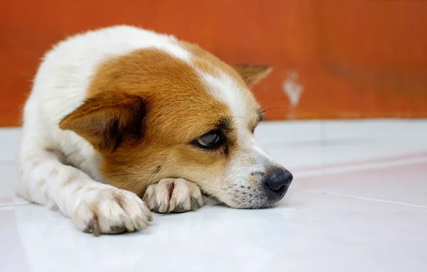 Viejo whire smal y perro marrón esperando al dueño en la puerta —  Fotos de Stock