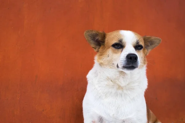 White and frown ugly dog look arrogant. SHe is like a real boss — Stock Photo, Image