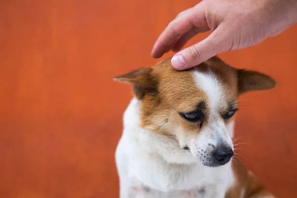 The owner strokes his dog on the head. She sits and looks pitifully down, because she feels guilty — Stock Photo, Image