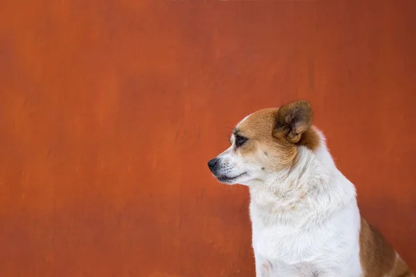 Bianco e accigliato brutto cane sembrano arroganti. Vista laterale — Foto Stock