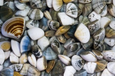 Taze istiridye yemek hazır.