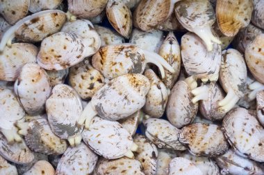 Taze istiridye yemek hazır.