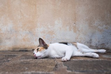 Tembel genç kedi yerde yatan ve bir kenara arıyorsunuz