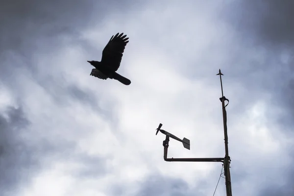 One raven flying at cloudy sky.