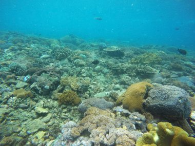 Sualtı mercan kayalığı arka planda Bali