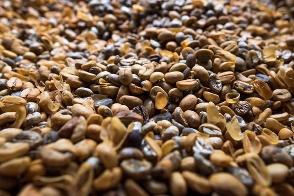 Lewak or Luwak coffee beans drying in the sun — Stock Photo, Image