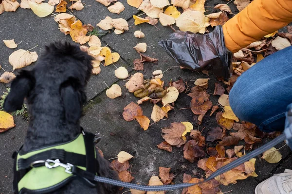 Female handler picks the pile of poop up with a plastic bag — Stock Photo, Image