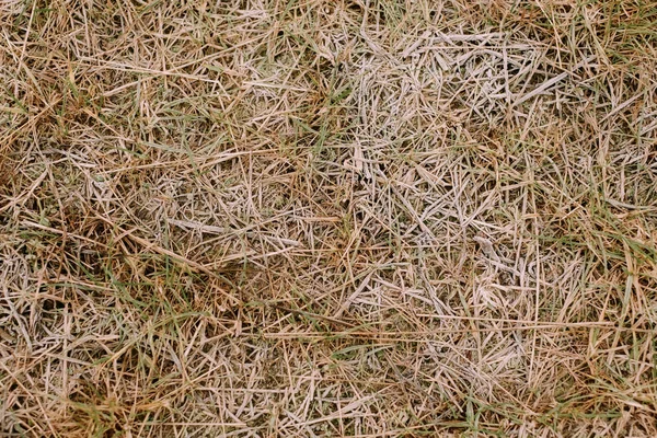 Fondo de hierba congelada y textura en vista de paisaje —  Fotos de Stock
