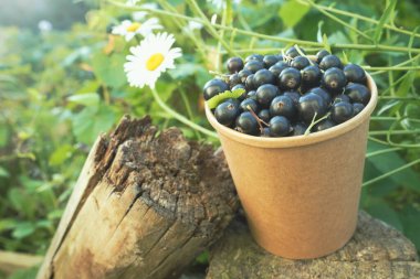 Yaz günü siyah üzümlü kağıt bardak.