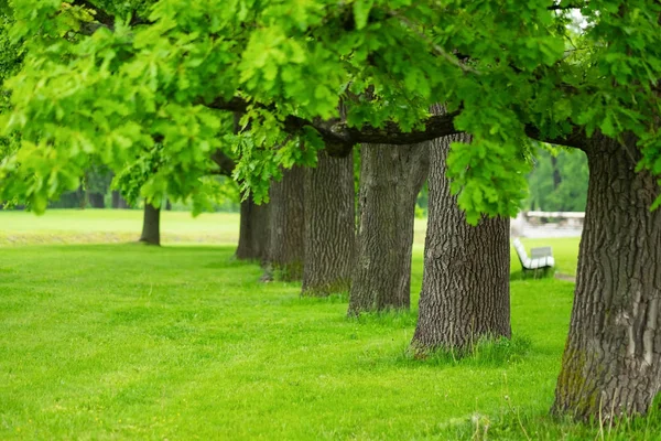 Raw of several trees in park in spring time — Stock Photo, Image