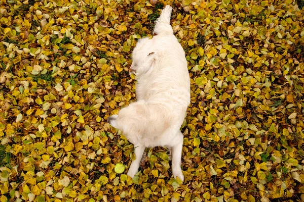 Labrador perro descansando en el campo después de jugar con pelota —  Fotos de Stock