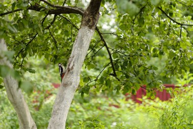 Small woodpecker sitting on apple tree and eating insects