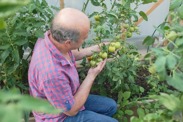 Fermier biologique senior vérifiant ses tomates dans une serre — Photo