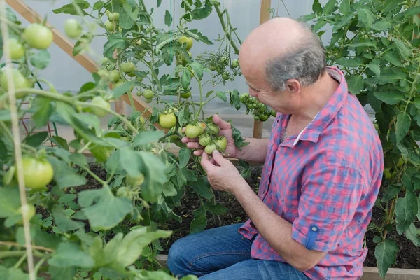 Senior biologische boer controleert zijn tomaten in een kas — Stockfoto