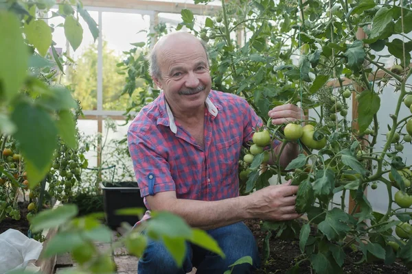 彼のトマトを温室でチェックする上級有機農家 — ストック写真