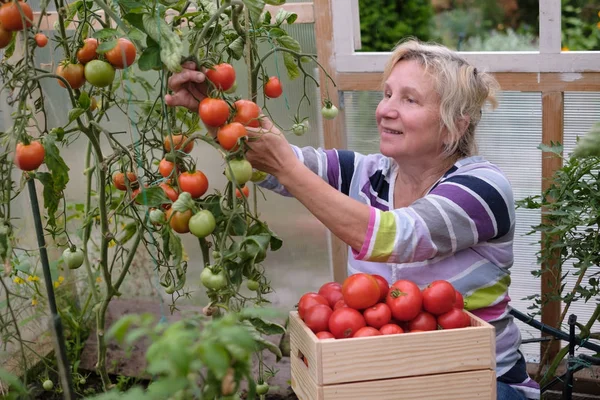 Donna caucasica anziana in possesso di una scatola con pomodoro fresco raccogliendoli nella sua serra — Foto Stock