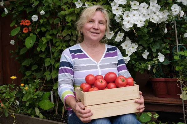 Boldog érett nő paradicsommal aratás ül a kertben — Stock Fotó