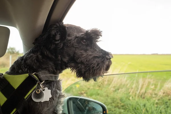 stock image Dog sticking his head out of a car window enjoying riding outdoor