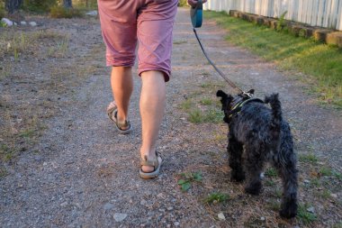 Beyaz adam kolları ve küçük siyah schnauzer köpeği orman yolunda yürüyorlar..