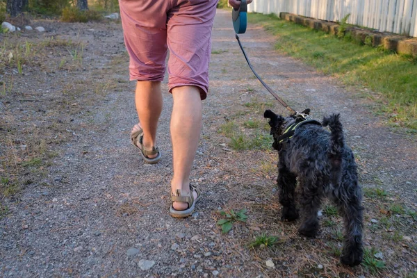 Uomo Bianco Led Piccolo Nero Schnauzer Cane Piedi All Aperto — Foto Stock