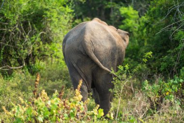 rear view of an elephant ass in the bush in Sri Lanka.