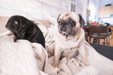 Pugs köpekler eğlenceli sahip battaniyenin altında oynarken. Kahverengi kanepede uzanmış, beyaz bir battaniyeye sarılmış ihale gözlerle bakmak.