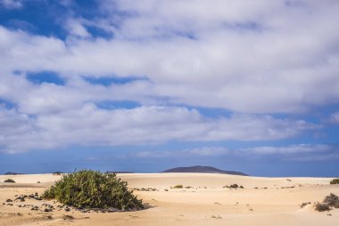 Mavi büyük bulutlu gökyüzü Corralejo Fueteventura ortasında yeşil bir bitki altında çöl dunes Milli Parkı