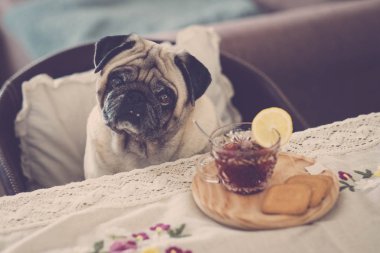 NET güzel pug sandalyeyi masanın yanına oturup..... beakfast zamanı. çay ve bisküvi için güzel bir sabah uyan veya öğleden sonra molası.