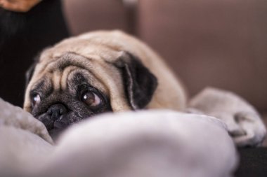 pug dog is having fun playing under the blanket. Lying on a brown couch, you look with tender eyes wrapped in a white blanket. clipart