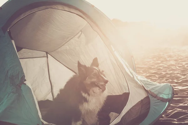 Aventura Pôr Sol Imagem Com Cão Fronteira Collie Dentro Uma — Fotografia de Stock