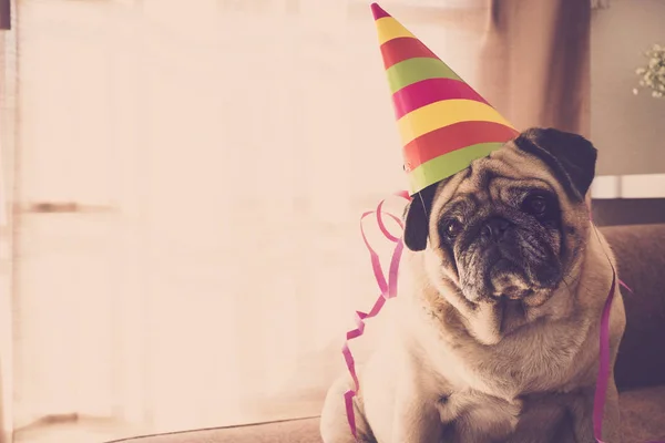 Fiesta Tiempo Celebración Casa Para Hermoso Pug Con Bonito Sombrero — Foto de Stock