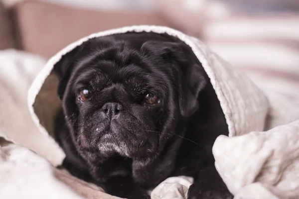 Pug Dog Having Fun Playing Blanket Lying Brown Couch You — Stock Photo, Image