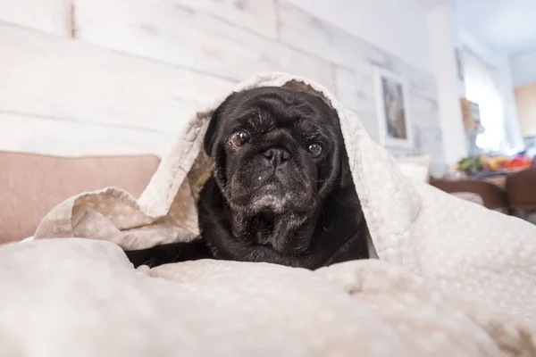 Pug Köpek Eğlenceli Sahip Battaniyenin Altında Oynarken Kahverengi Kanepede Uzanmış — Stok fotoğraf