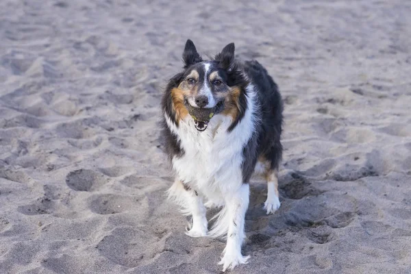 Leuke Mooie Border Collie Hond Spelen Het Strand Met Tennisbal — Stockfoto