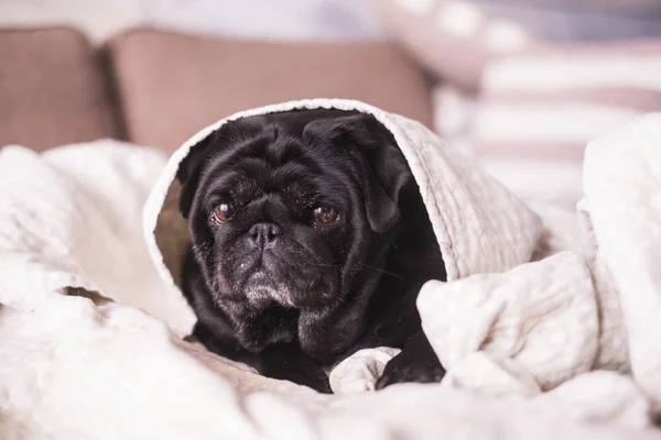 Cane Carlino Sta Divertendo Giocare Sotto Coperta Sdraiato Divano Marrone — Foto Stock