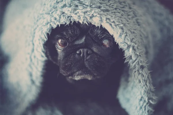 Zwarte Oude Pug Zitten Kijken Naar Ernstige Intens Honden Leven — Stockfoto