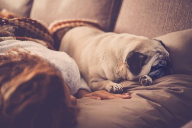 iki pug köpek Yün Battaniye Uyku uzun kıvırcık saçlı bir kadın
