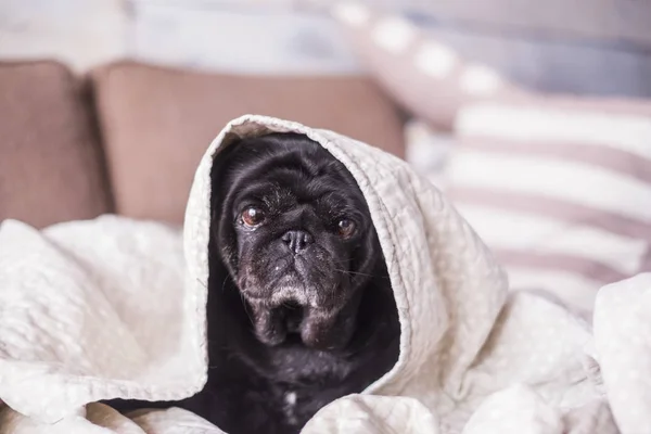 Perro Pug Divierte Jugando Debajo Manta Acostado Sofá Marrón Miras — Foto de Stock