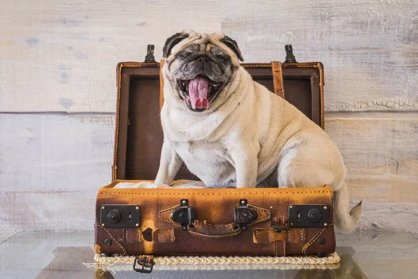 nice funny pug dog lazy sleep on the 24 hour luggage ready to travel but bored and tired with wall on the background. old vintage trolley and image, journey concept
