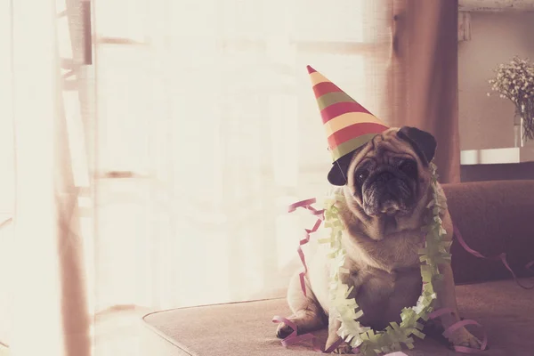 Pug Blanco Sentado Sofá Celebrando Con Gorra Colores Collar Verde — Foto de Stock