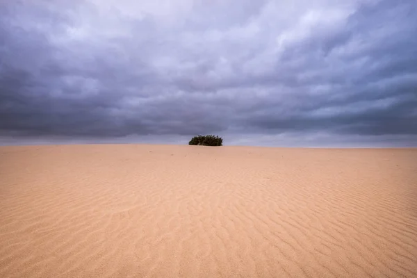 Green Single Plants Dune Corralejo Desert Fuerteventura Dramatic Big Cloudy — Stock Photo, Image