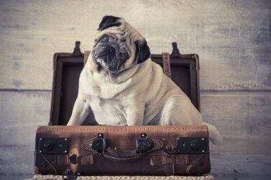 komik gezgin köpek pug bir bagaj içinde oturup başlatmak ve yeni ülkeler bırakıp maceralar bekleyen aşağı. curisous gözleri ve duvar kağıdı kavramı gezgin görüntü için