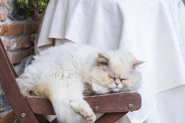 lazy white cat sleep on the chair in a quiet day afternoon. country side background
