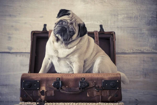 Pug senior fotos de stock, imágenes de Pug senior sin royalties | Depositphotos Pug senior fotos de stock, imágenes de Pug senior sin royalties | Depositphotos