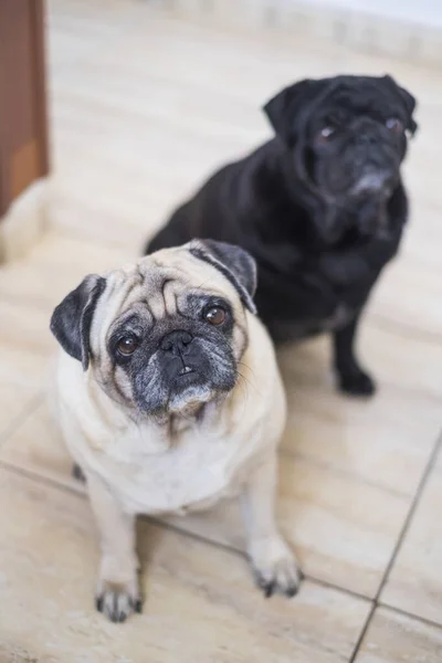 Couple Old Adorable Lovely Pug Dog Home — Stock Photo, Image